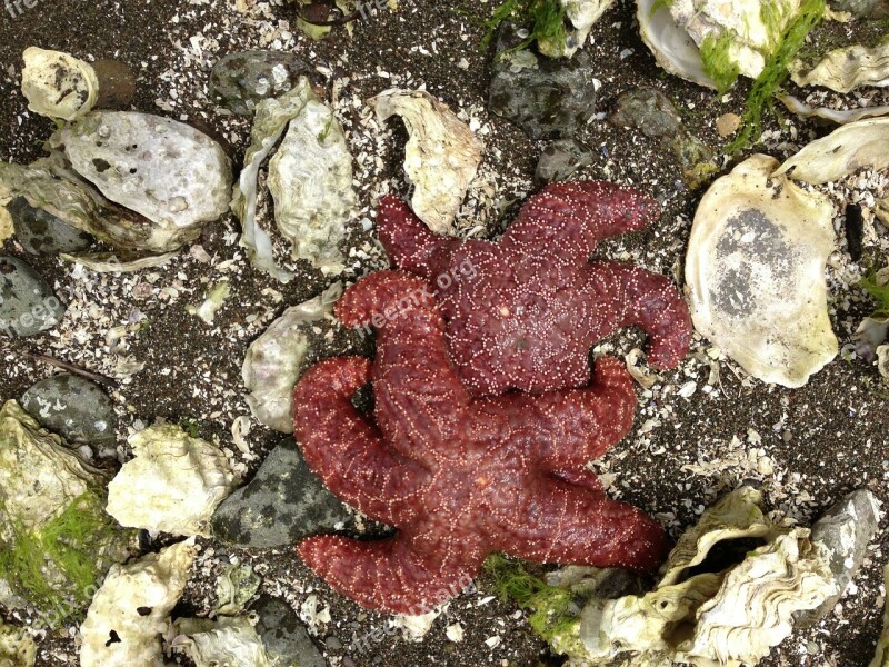 Starfish Beach Marine Sea Ocean