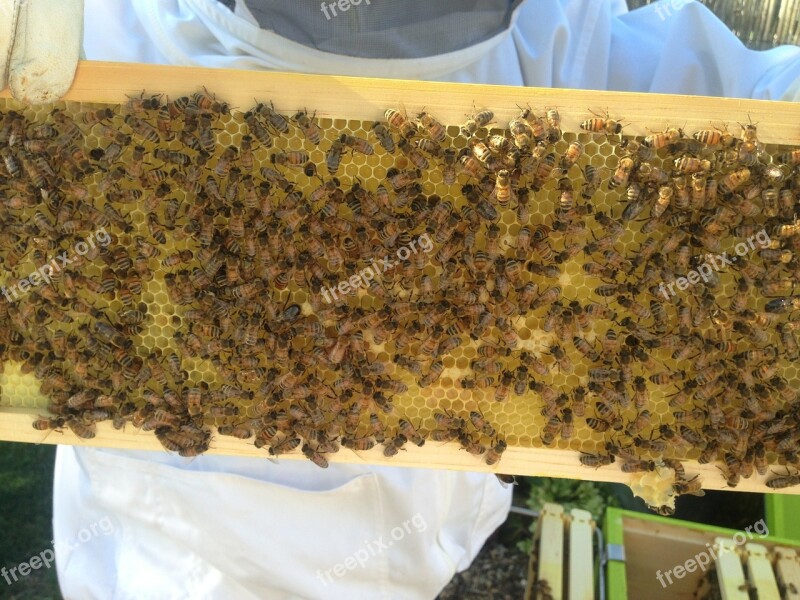 Beekeeper Honey Bees Beekeeping Beehive