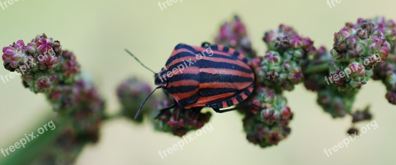 Insect Red Black Nature Striped