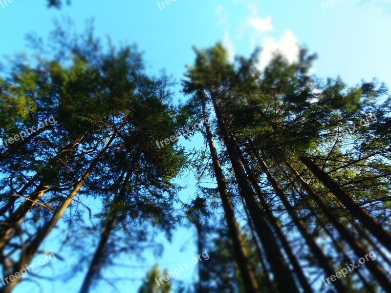 Tree Tops Trees Tree Top Nature