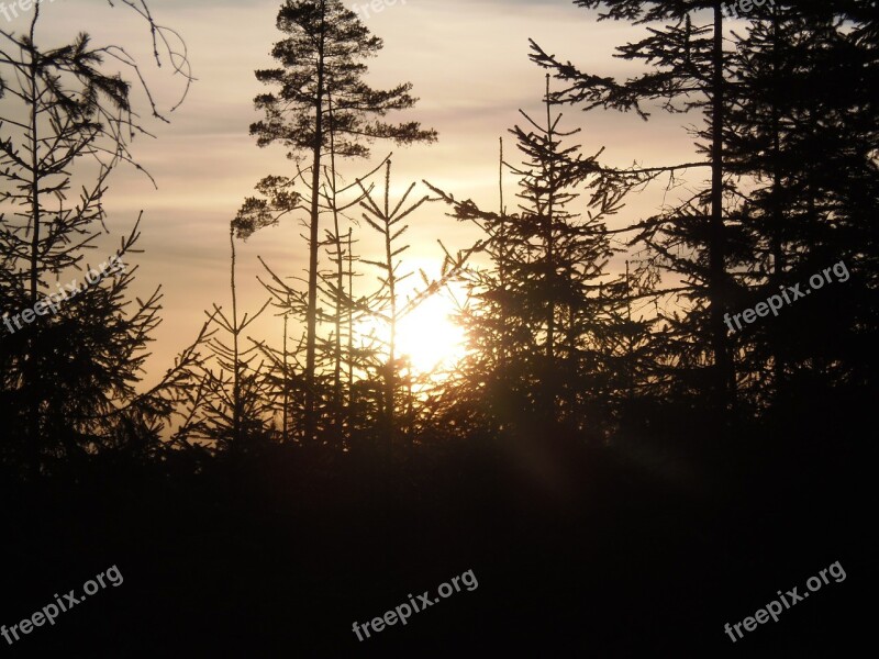 Evening Sunset Woods Forest Trees