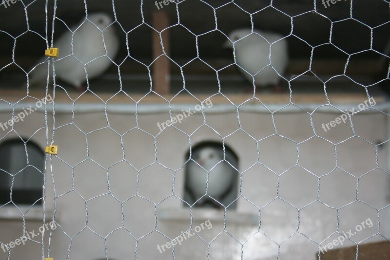 Pigeons Homing Pigeons White Messenger Bird