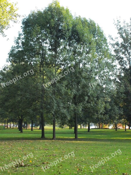 Trees Park Main Banks Main Meadows Main