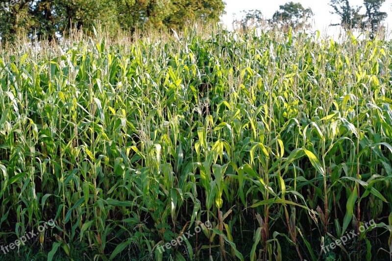 Cornfield Corn Field Cultivation Agriculture