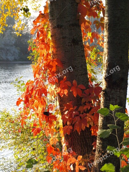 Wine Partner Red Leaves Autumn Fall Foliage Colorful Leaves