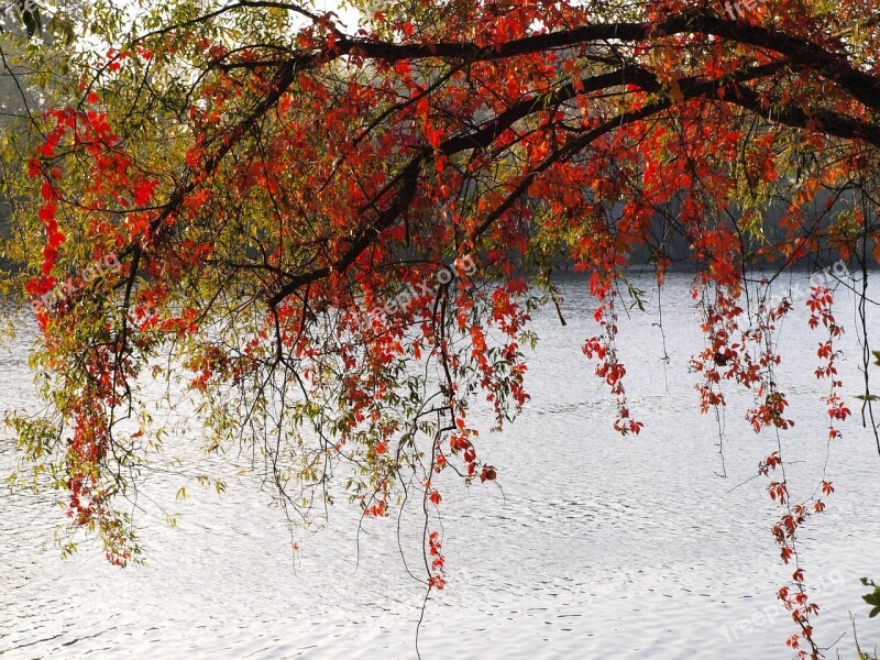 Leaves Red Colorful Autumn River