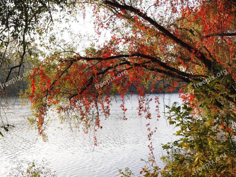 River Main Bank Colorful Leaves Autumn