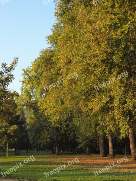 Main Lawn Main Aue Trees Autumn Free Photos