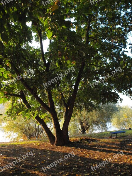 Tree Park Main River Morgenstimmung