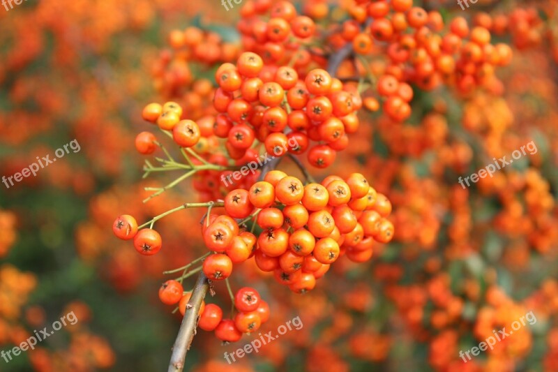 Orange Fruit Autumn Seasonal Harvest Fruit Trees