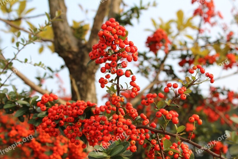 Red Berries Fruit Harvest Nutty Wood