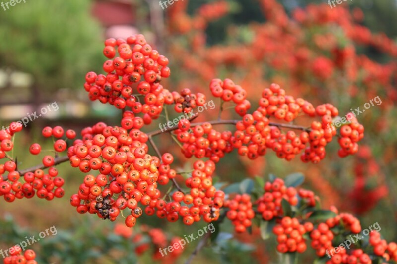 Fruit Fruit Trees Wood Autumn Harvest