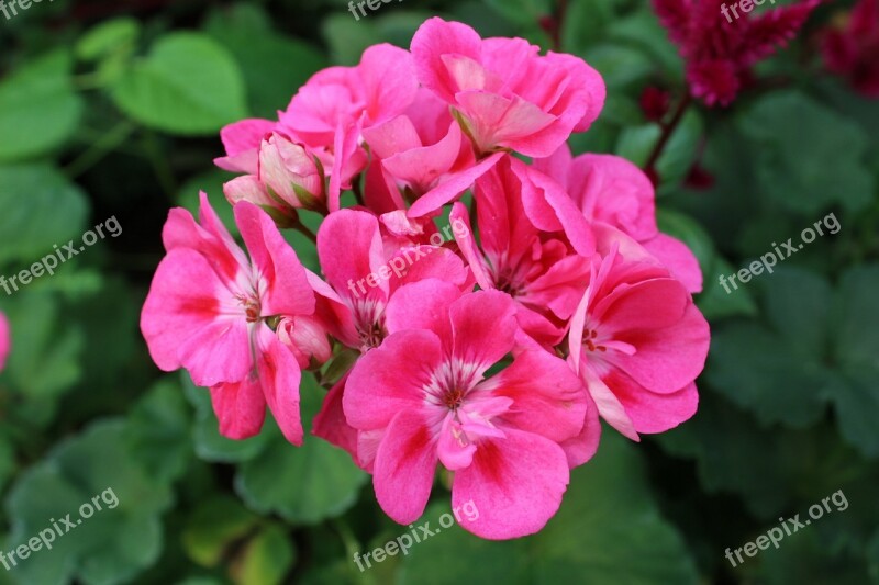 Chrysanthemum Red Chrysanthemum Flowers Nature Plants