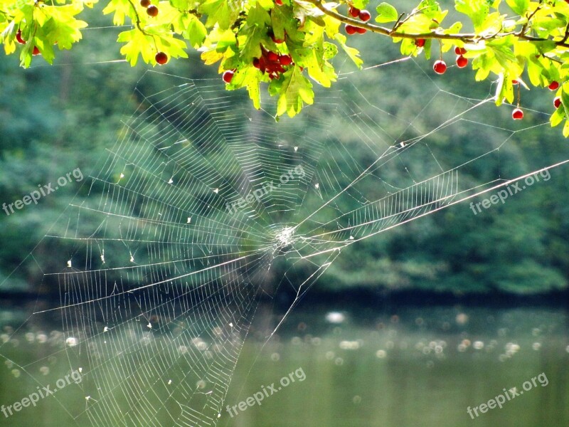 Cobweb Web Tender Lake Nature