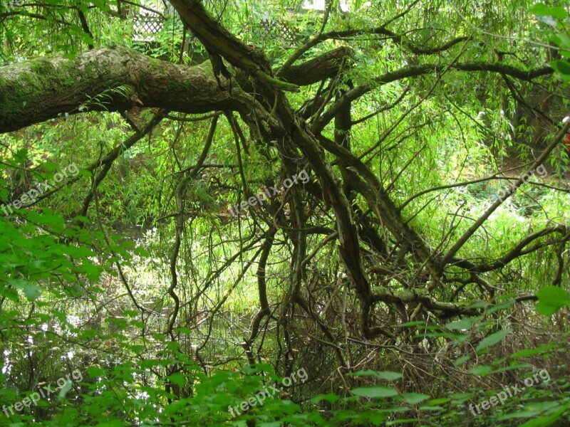 Baustamm Gnarled Forest Tree Nature