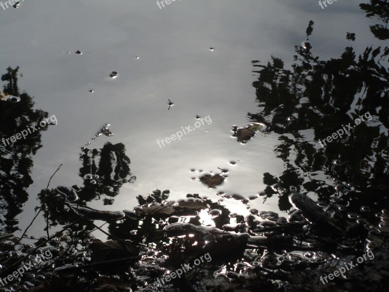 Water Lake Pond Nature Mirroring