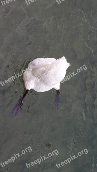 Swan Water Bird Nature Lake