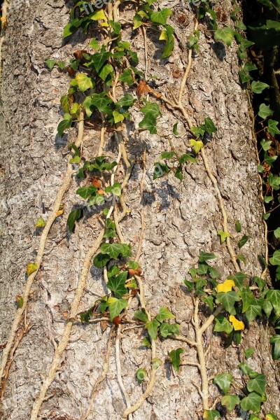 Tree Log Bark Ivy Ivy Leaves