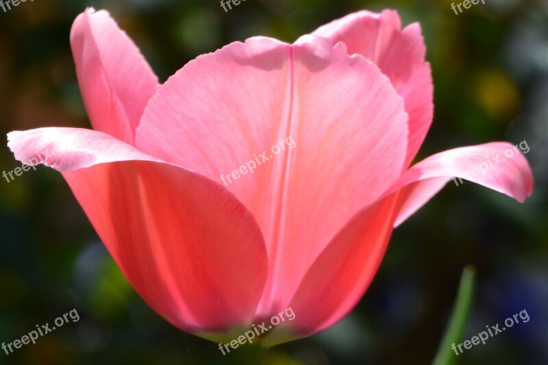 Tulip Pink Open Free Photos