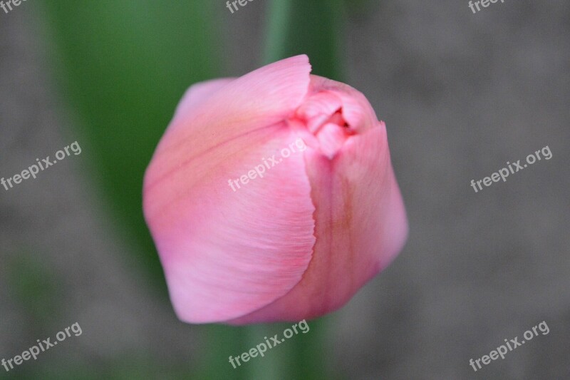 Tulip Pink Flower Buds Free Photos