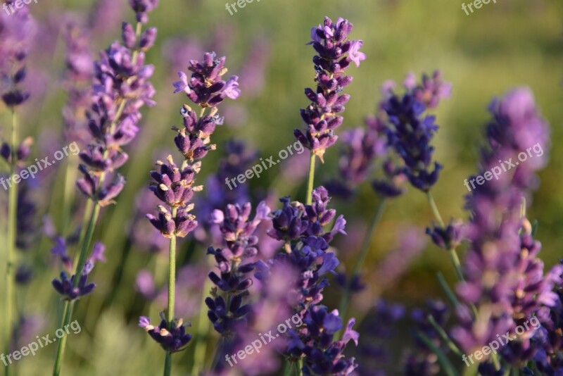 Lavender Flower Summer Free Photos