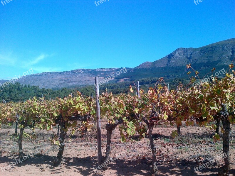 Vineyard Constantia Western Cape South Africa Vine