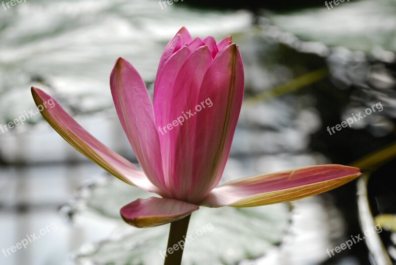 Sefton Flower Lily Free Photos