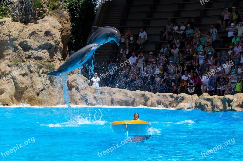 Dolphins Dolphin Show Demonstration Meeresbewohner Animal Show