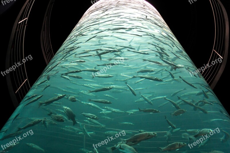 Aquarium Fish Underwater World Meeresbewohner Mackerel