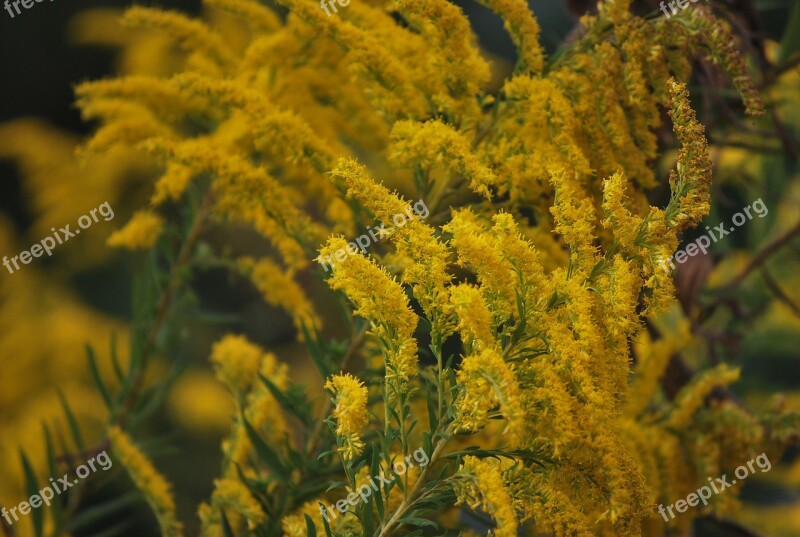 Wildflowers Yellow Weeds Nature Plant