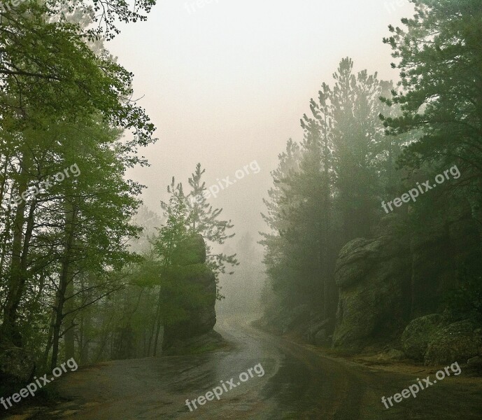 Fog Trees Mist Misty Tree