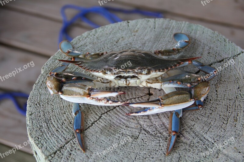 Blue Crab Crab Louisiana Grand Isle Pinchers