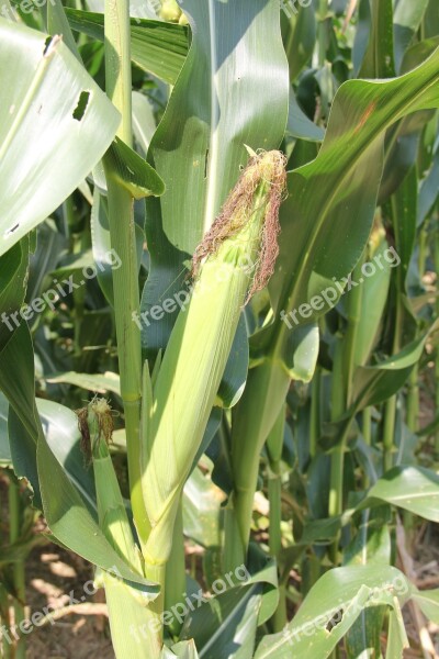 Corn Maize Crop Cob Free Photos