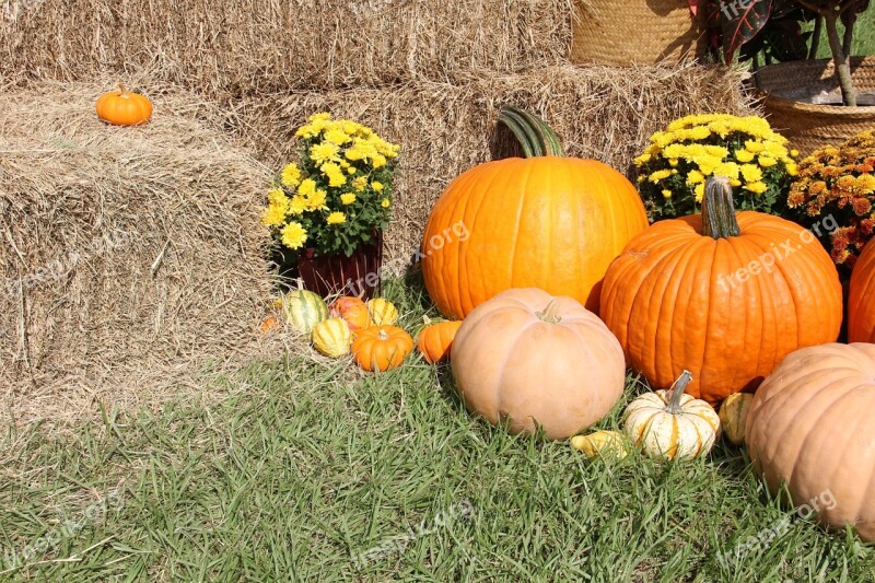 Pumpkins Gourds Fall Halloween Thanksgiving