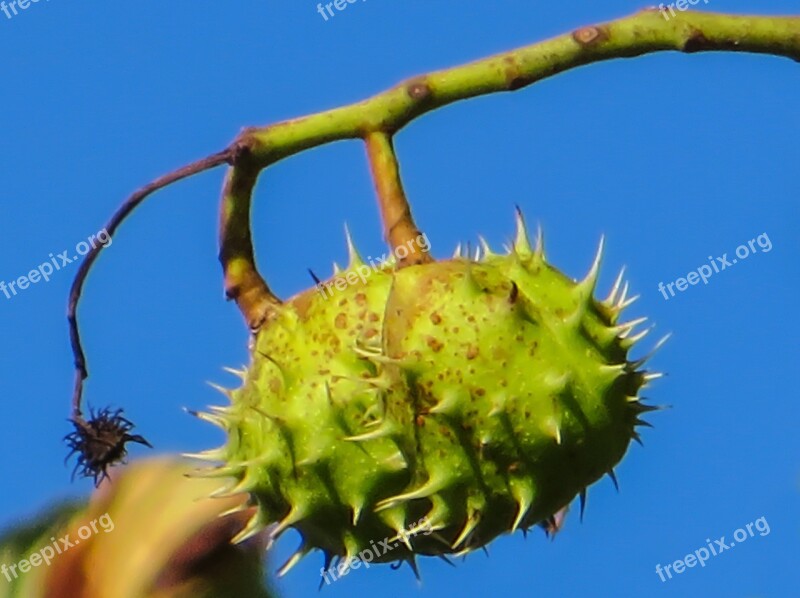 Chestnut Spur Autumn Mood Prickly Shell