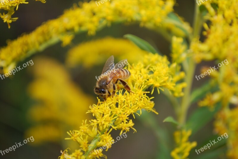 Bee Pollen Insect Beekeeping Pollinate