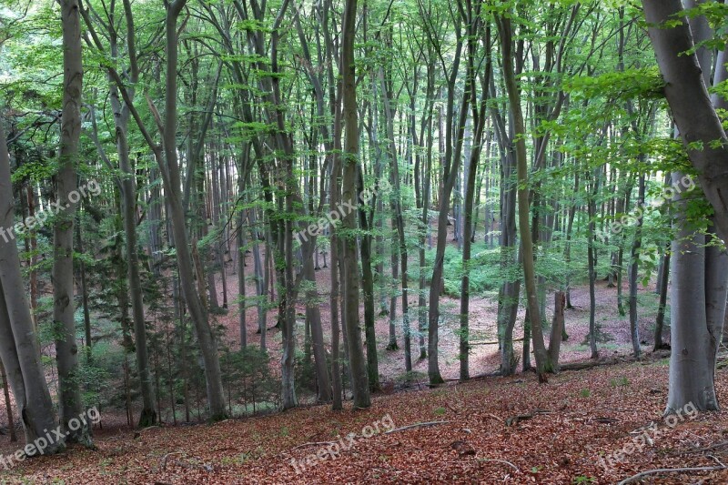 Deciduous Forest Forest Trees Nature Landscape