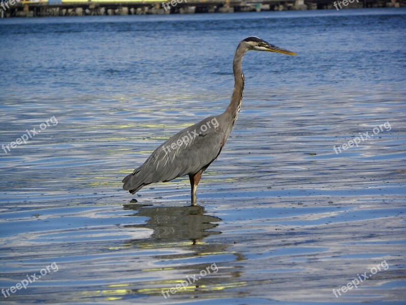 Blue Heron Bird Heron Animal Standing