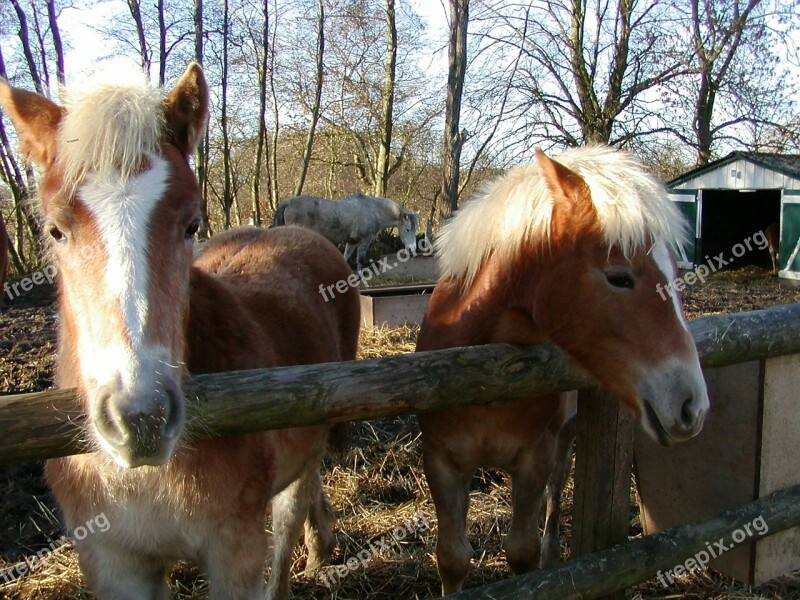 Haflinger Horse Pony Foal Pasture