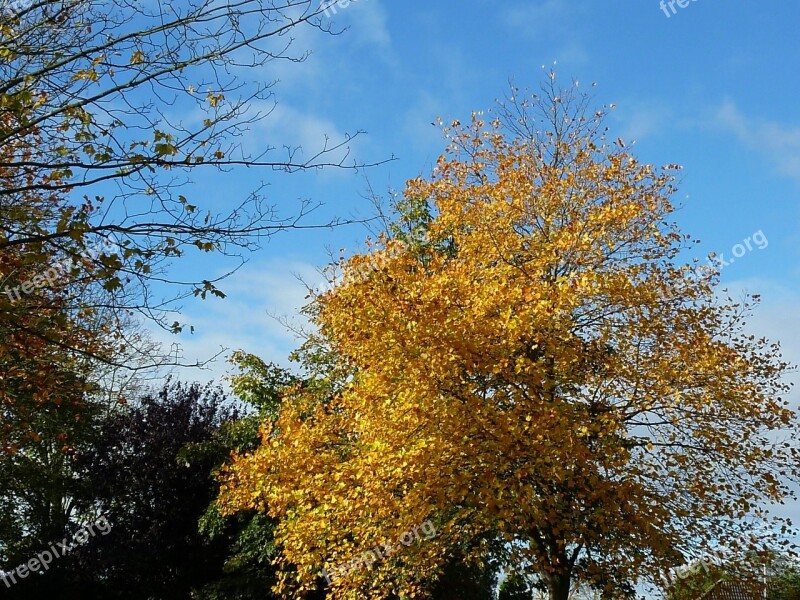 Autumn Mood Fall Foliage Autumn Leaves Fall Leaves