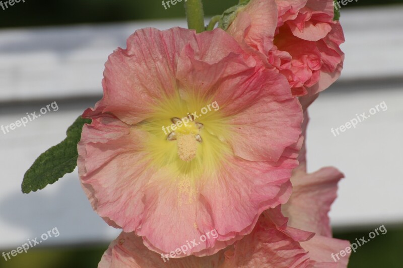 Stock Rose Common Peony Alcea Rosea Althaea Rosea Hollyhock