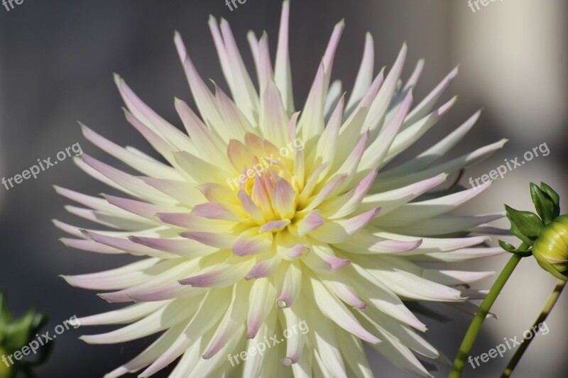 Dahlia Blossom Bloom Dahlia Garden Composites