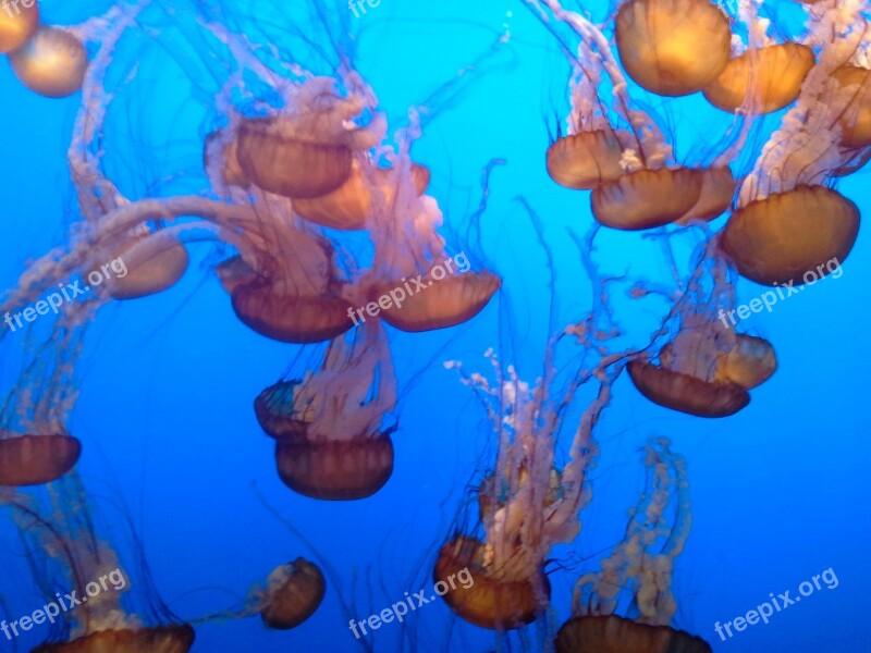 Jellyfish Tentacles Poison Underwater Aquarium