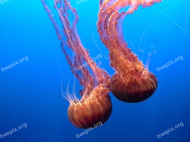 Jellyfish Aquarium Beautiful Water Underwater