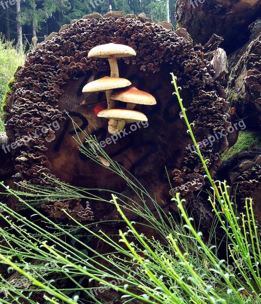 Mushrooms Autumn Forest Nature Tree Stump