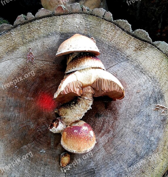 Mushrooms Autumn Forest Nature Tree Stump