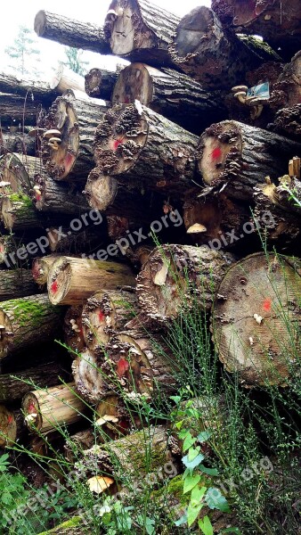 Holzstapel Tree Trunks Autumn Forest Nature