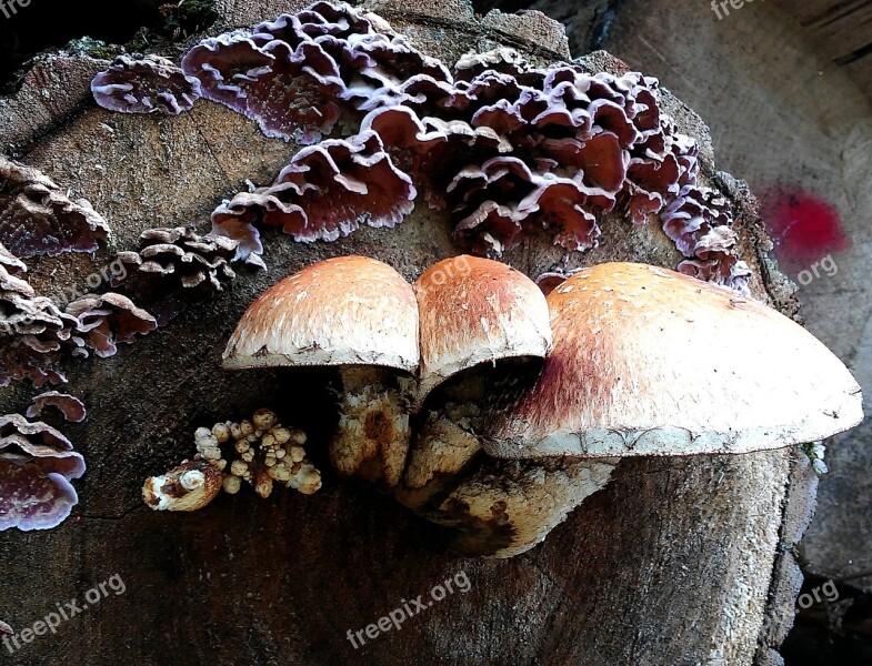 Mushrooms Autumn Forest Nature Tree Stump