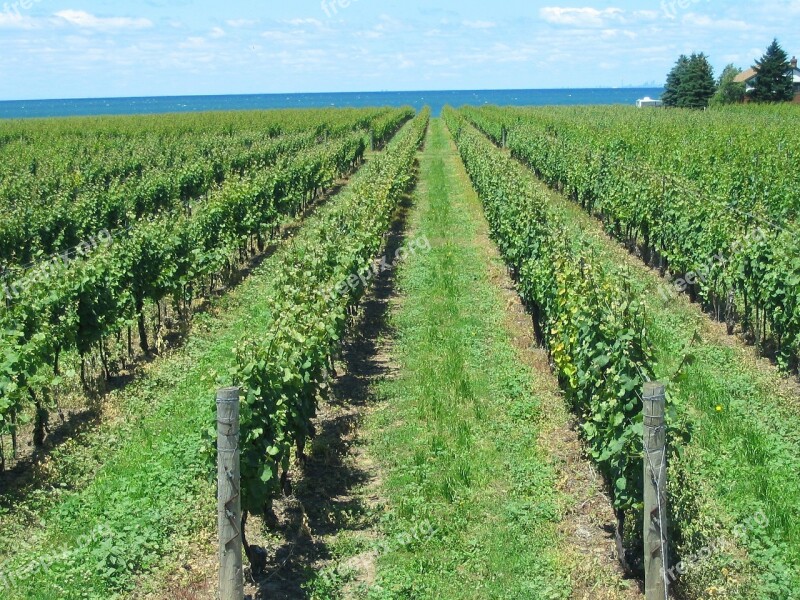 Vineyard Grape Vines Rows Grapevine