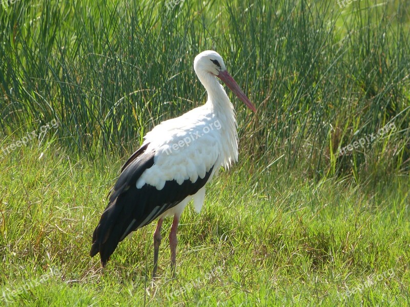 Stork White Birds Animals Bird